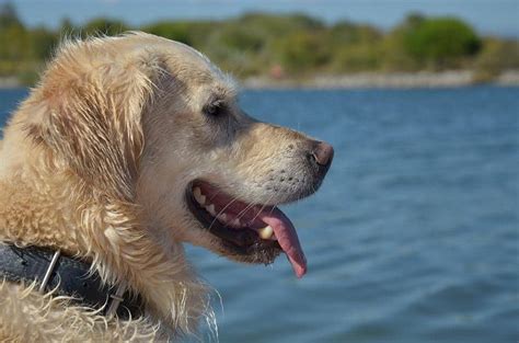 how to teach a dog to dance: understanding the psychology behind training